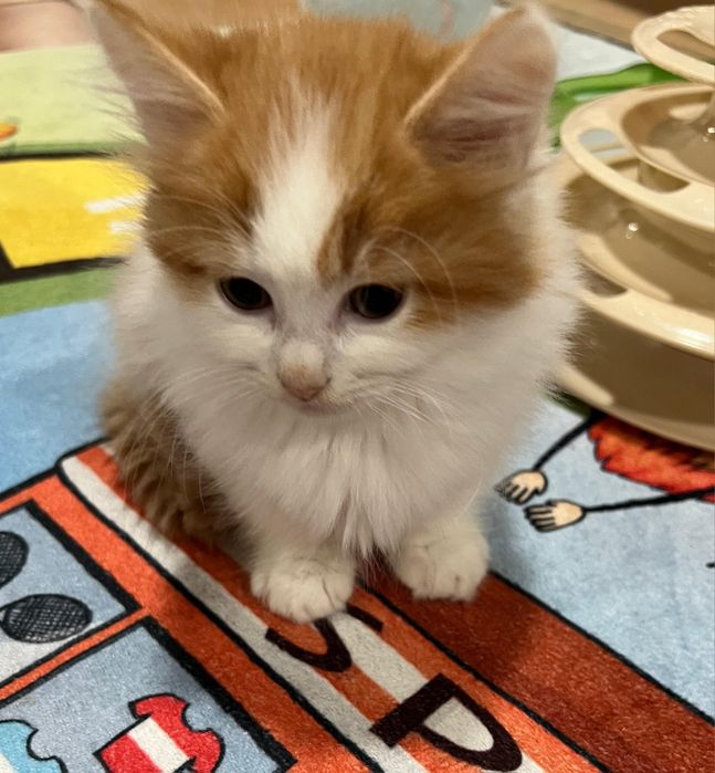 Archi Kocurek Rasy Munchkin Krótkołapy Carska Maskotka*PL