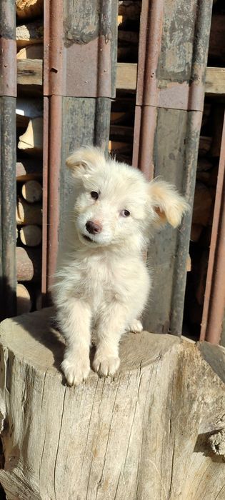 Цуценя дівчинка в добрі руки