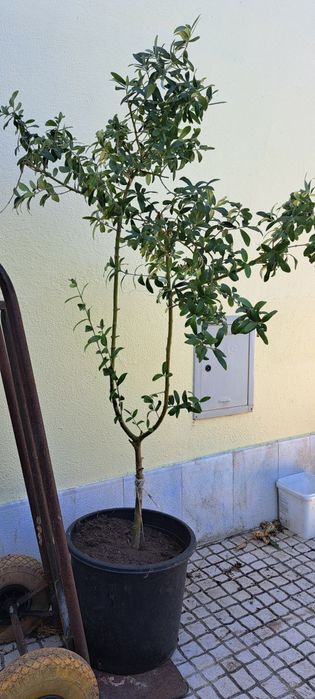 Oliveiras de jardim