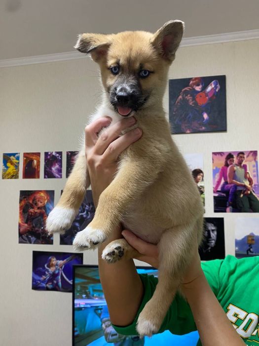 Отдам щенков хаски в хорошие руки! Не на привязь