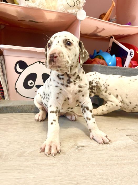 Dalmatynczyk suczka UNIKAT Brazowa