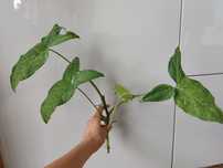 Syngonium mohito i confetti