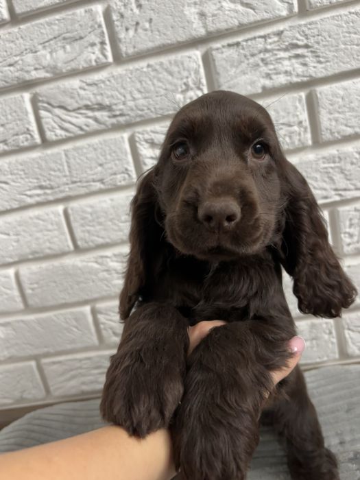 Suczka Cocker spaniel