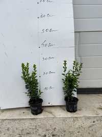 Buxos Sempervirens/ Buxus comuns