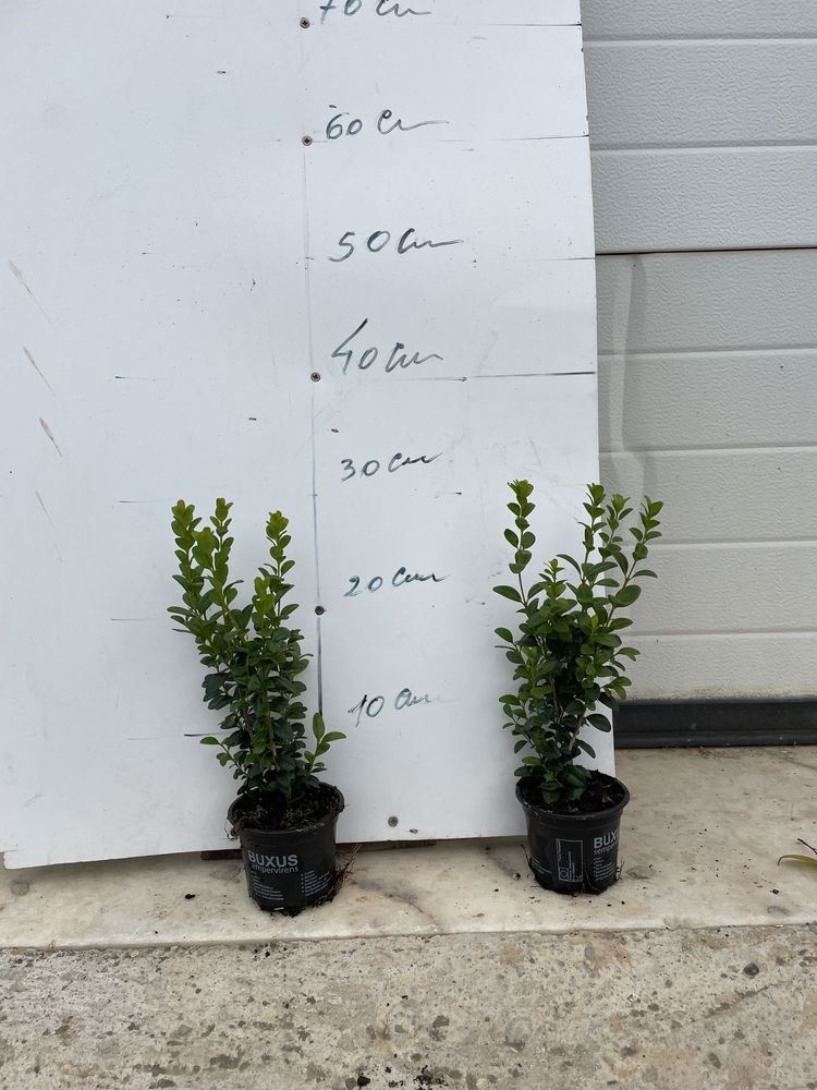 Buxos Sempervirens/ Buxus comuns