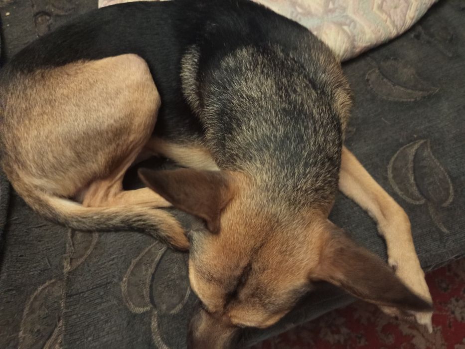 Собака бесплатно