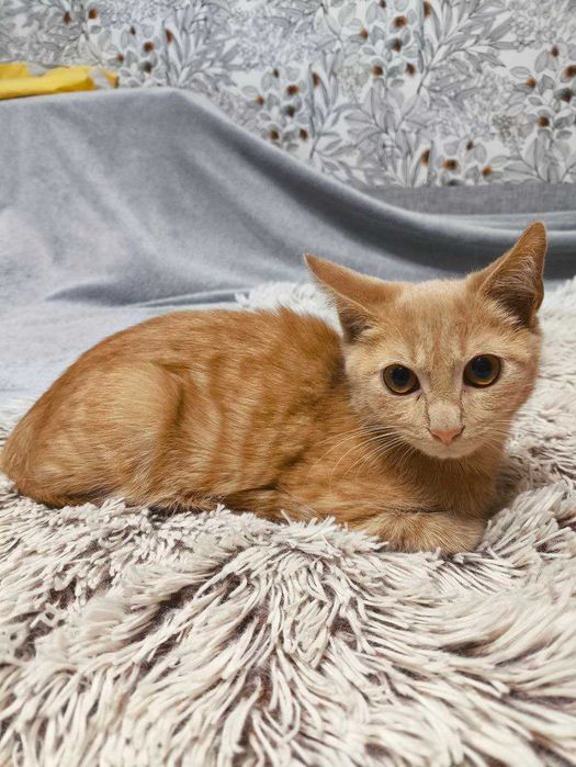 Котята Кошенята Котики і Кішки Є Багато різних