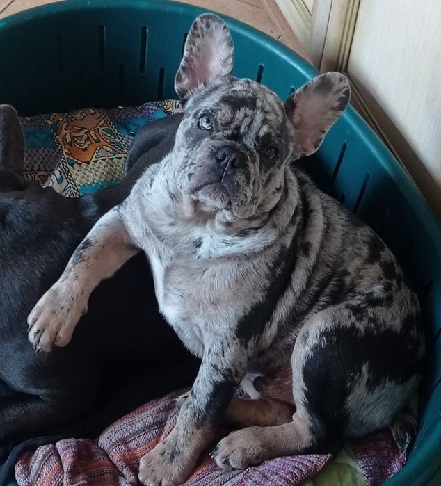 Хлопчик французького бульдога