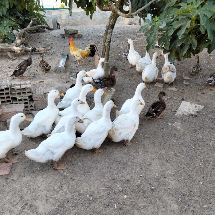 Patos pequim machos e patos leucisticos