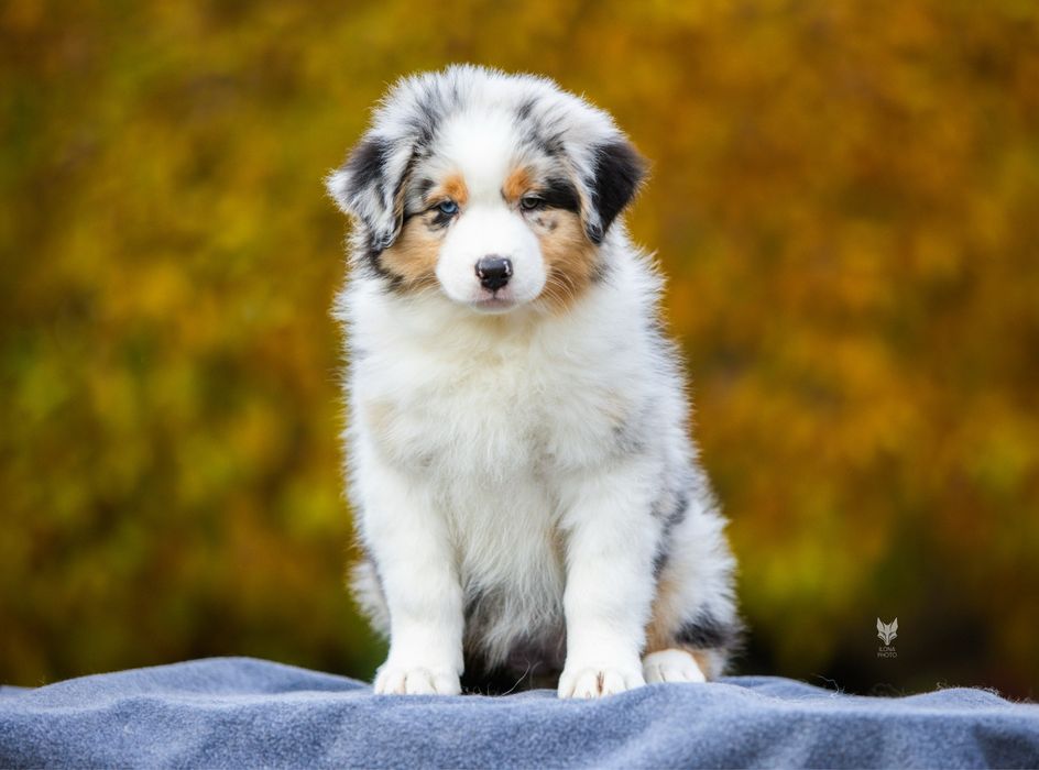Різноока дівчинка блакитний мармур Австралійська вівчарка (ауссі)