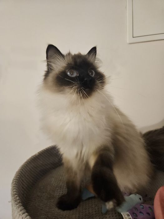 Unique śliczna koteczka Neva Masquerade Syberyjska FIFE