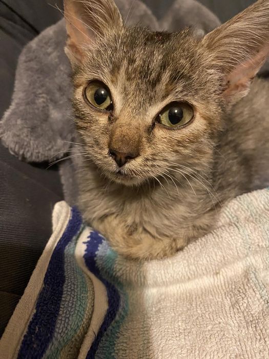 Котенок милый бесплатно. Кот. Кошка. Кошечка. Котята даром