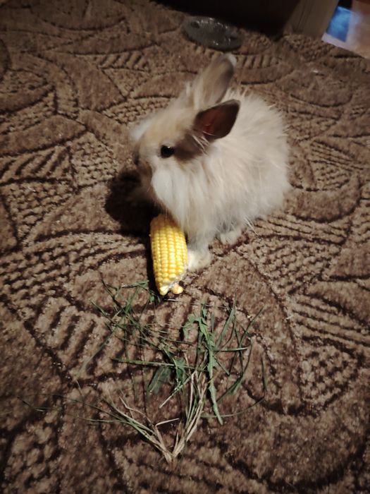 Кролик декоративный пушистый маленький мини