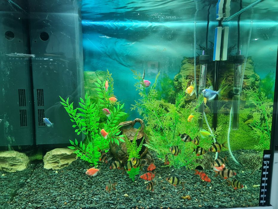 Аквариум JUWEL-120 л, філтьр, нагрівач, кисень( з рибками