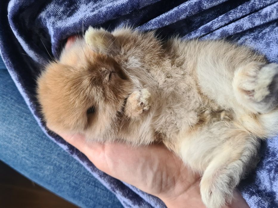 Ostatni malutki chlopczyk. rezerwuj Mini karzełek puchaty królik