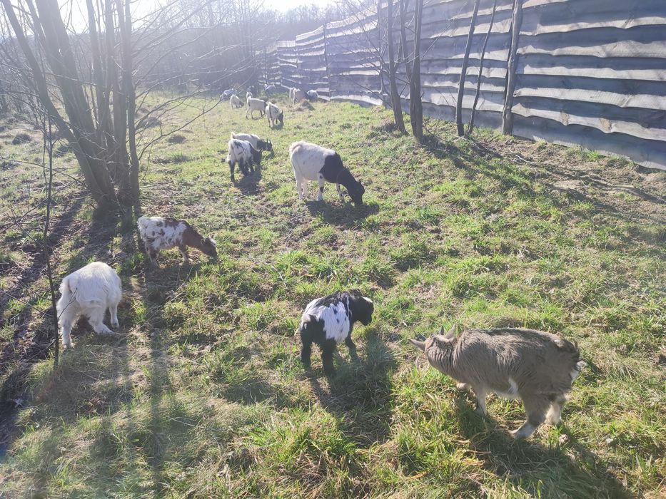 Карликовіі міні кози