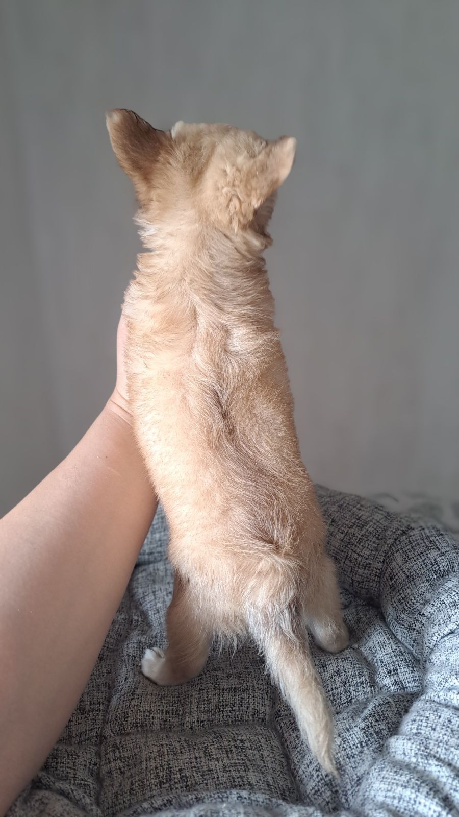 Chihuahua długowłosa suczka płowa piękna laleczka