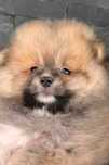 Spitz anão.Lulu da Pomerânia. Ursinho Mini .Cheio de pêlo. Laranja