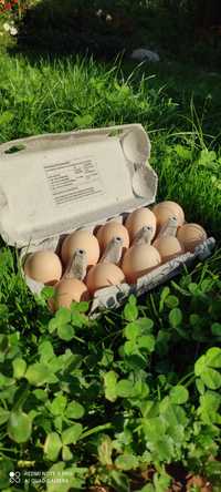 Sprzedam wiejskie ekologiczne , świeże jajka z własnej hodowli