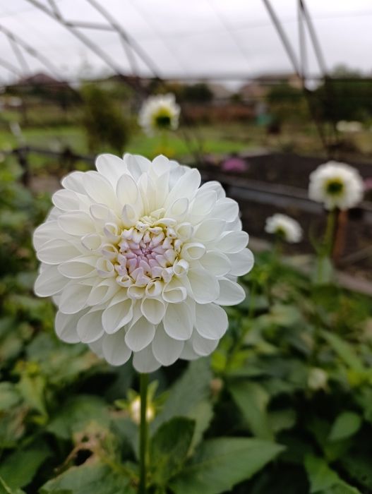 Жоржина/георгина сортів Евеліна та Кафе лайт