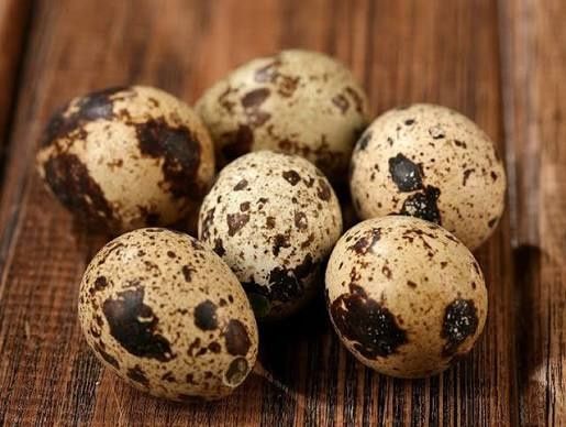 Jaja lęgowe przepiórki japońskiej