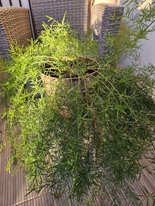 asparagus roślina