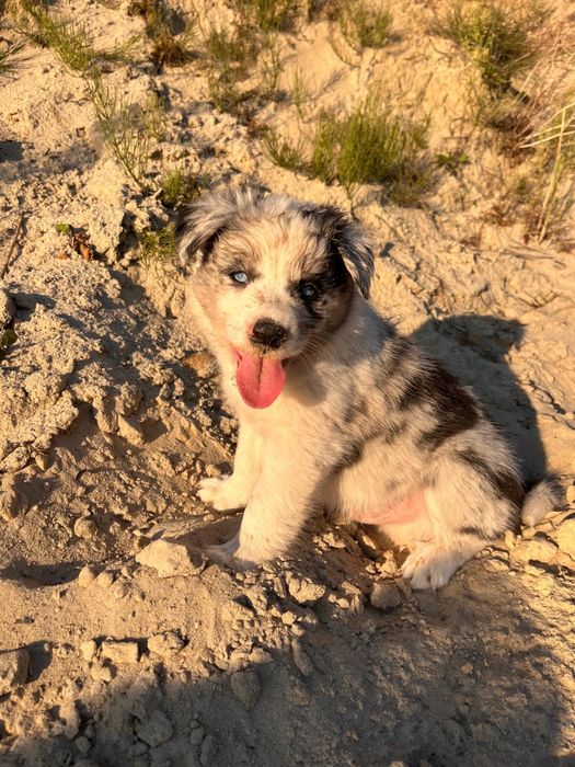 Border Collie Blue Merle/badania gen/gotowy do odbioru