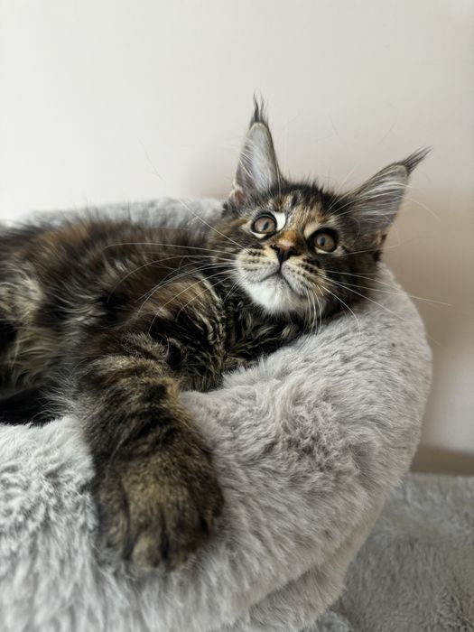 Maine Coon - Torbie (com LOP)