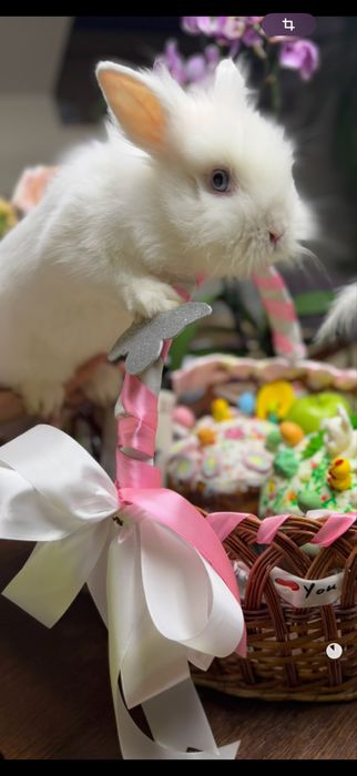 Кролик с клеткой