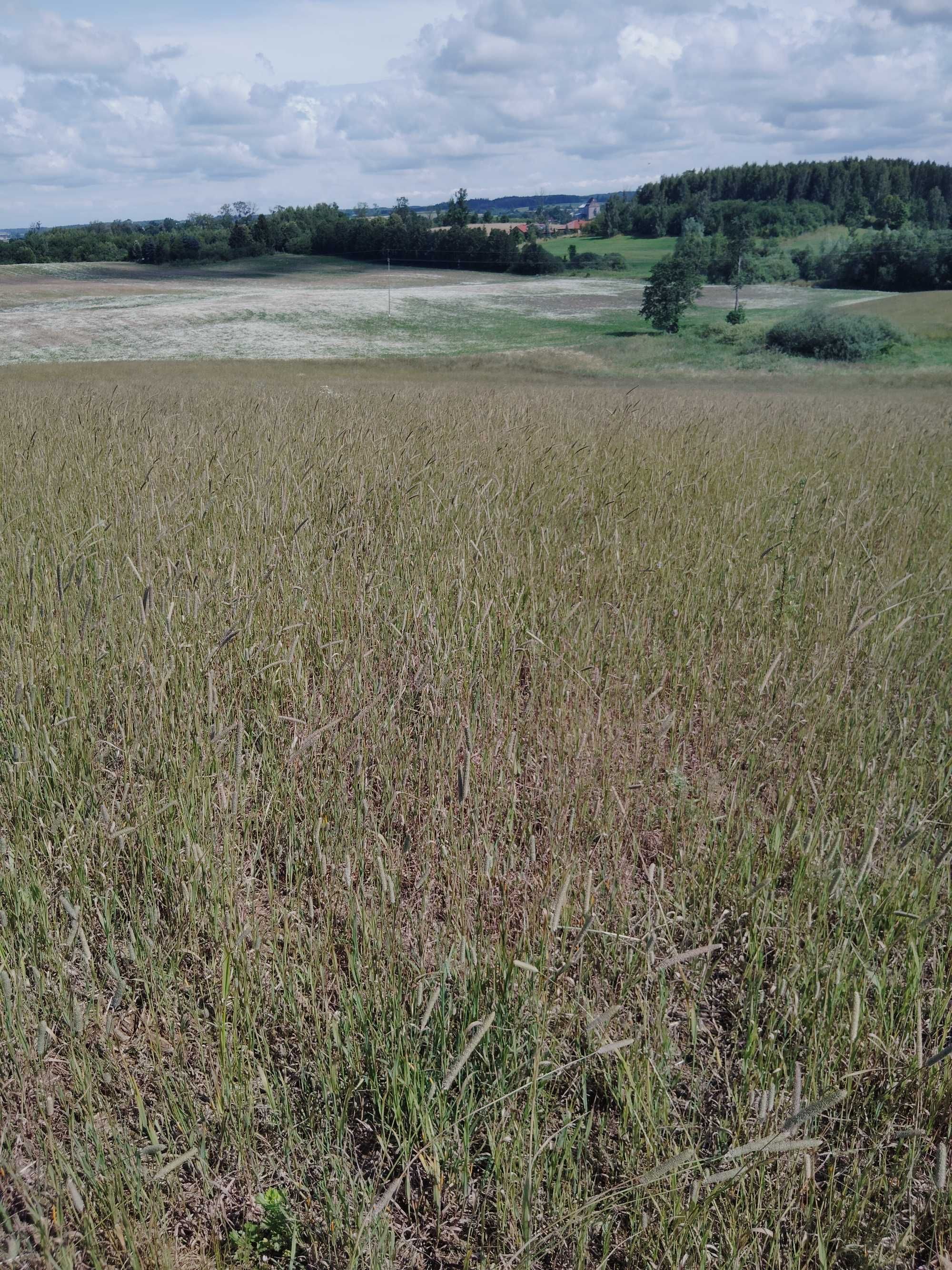 Sprzedam ziemię rolną
