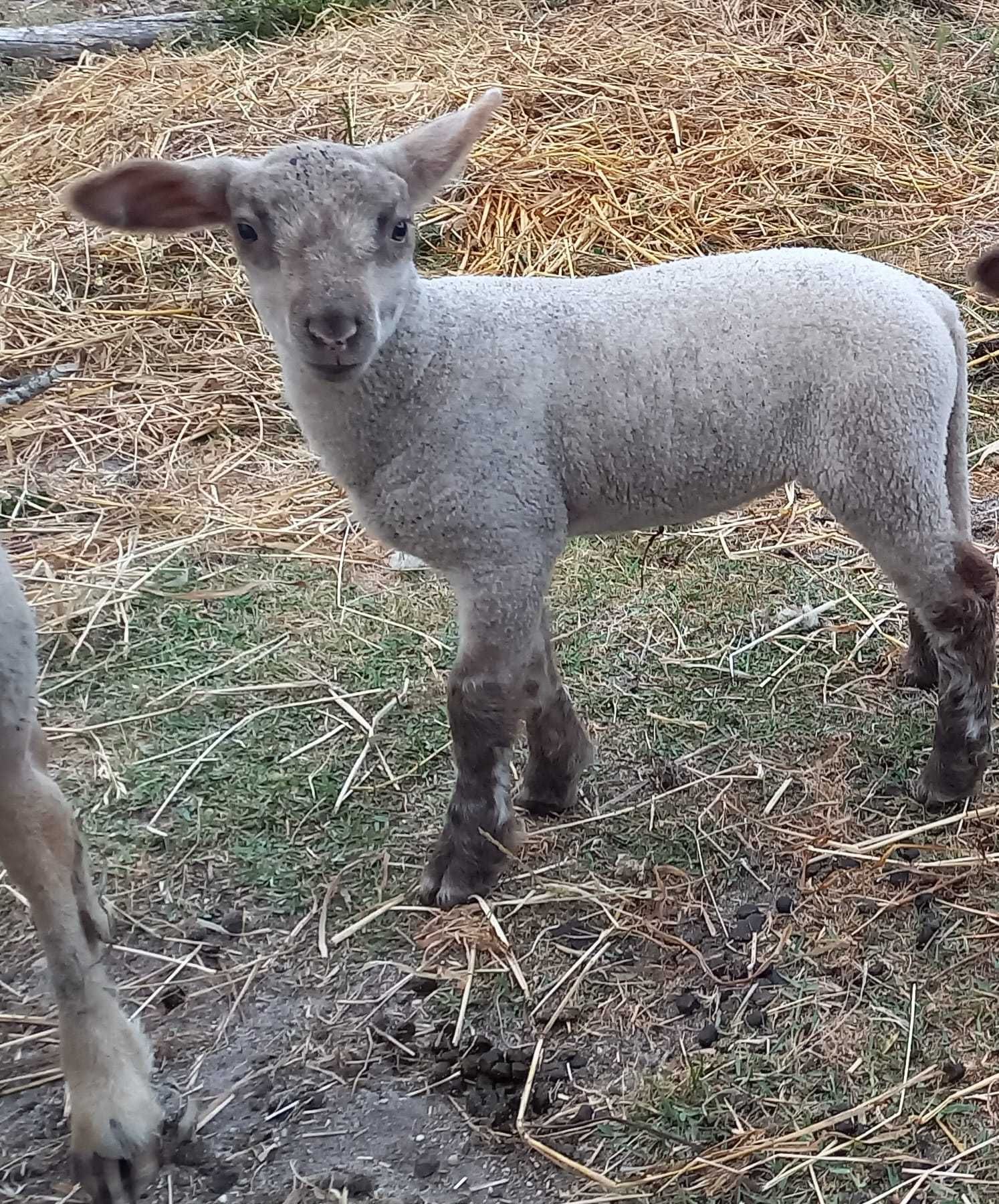 Borrega cruzada de suffolk 1 mês