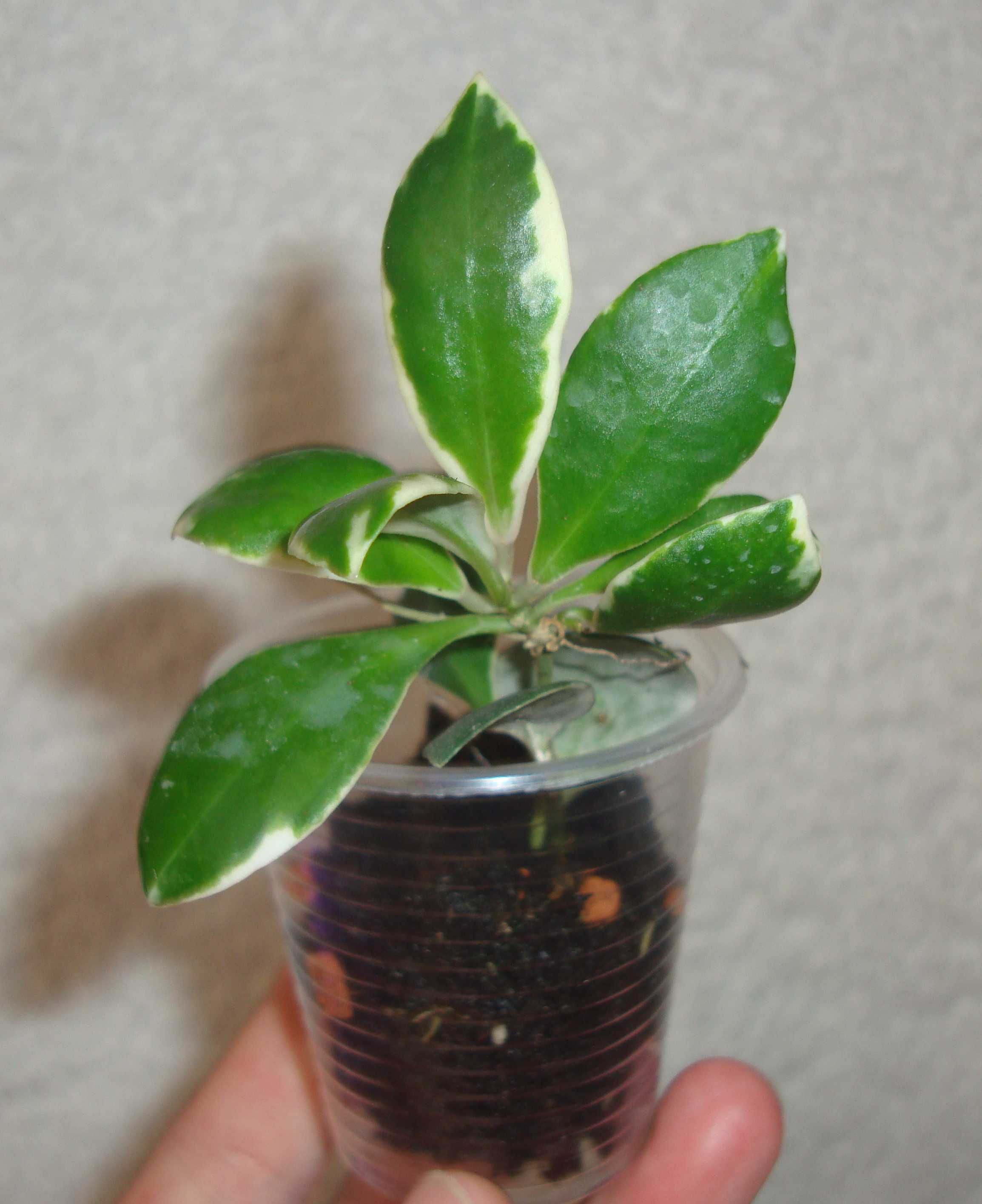 Хойя. Hoya. Вкорінені рослини.