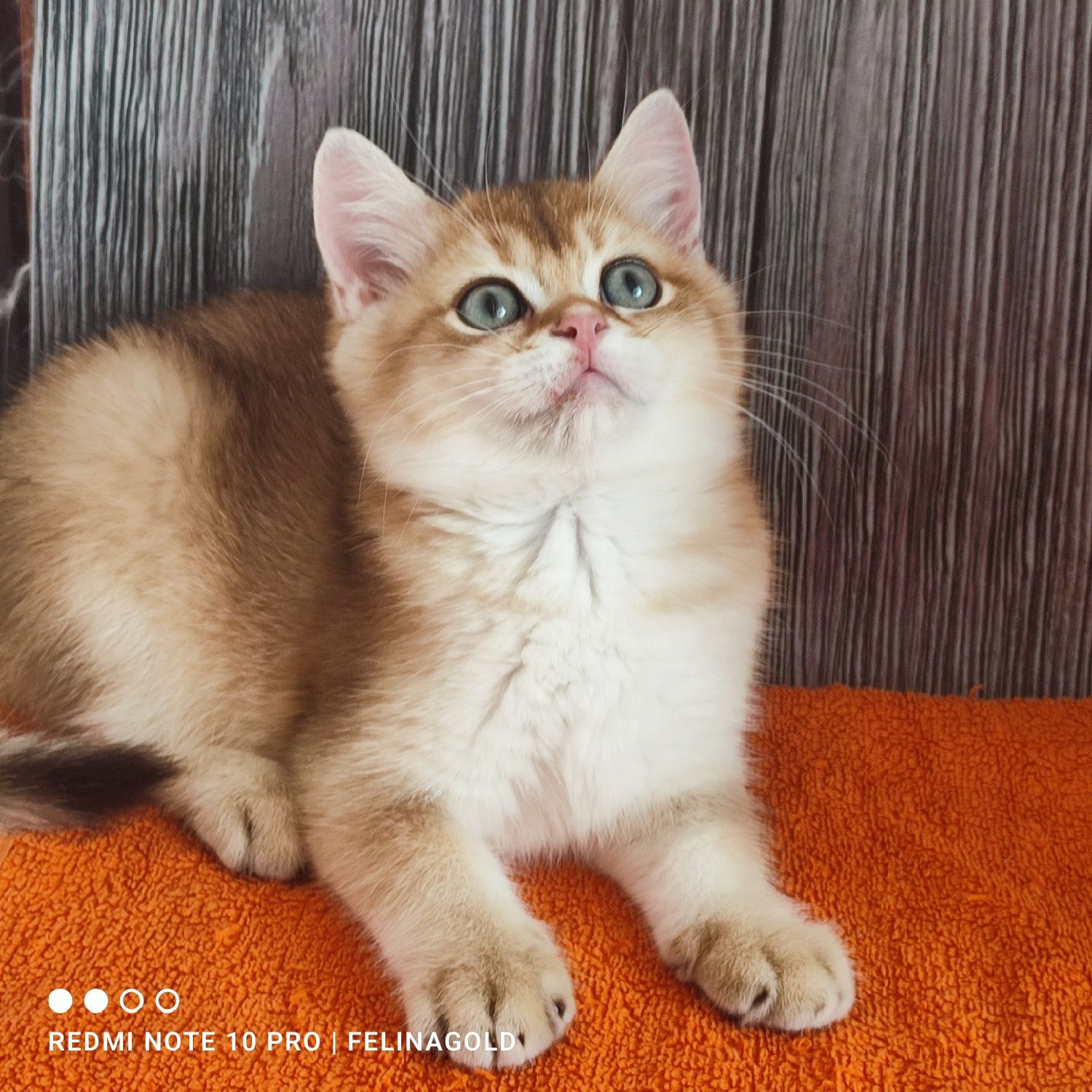 Британський золотий котик