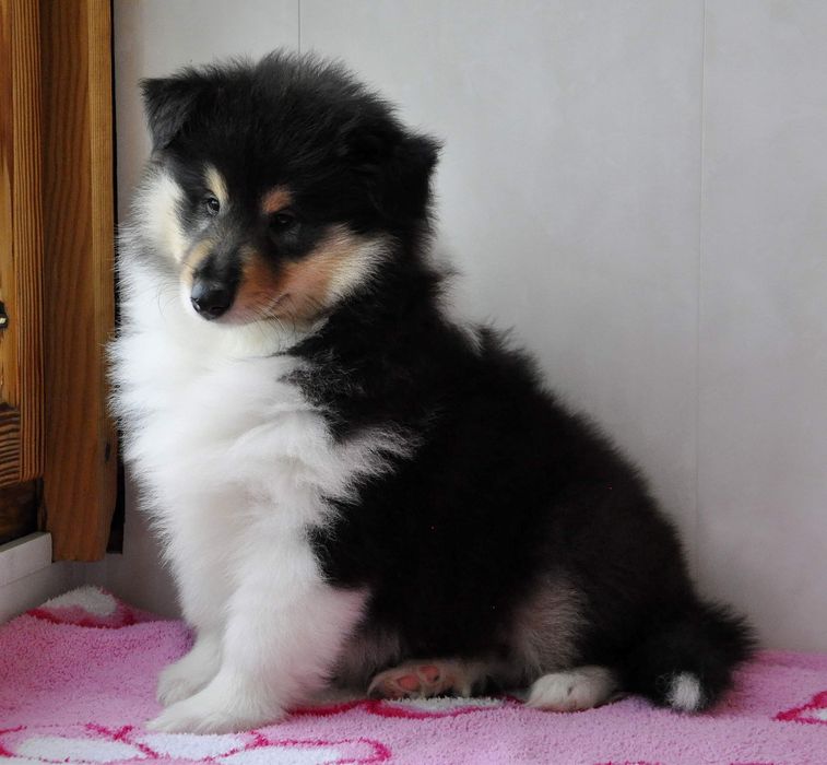 Щенки колли