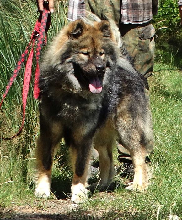 Eurasier - plany hodowlane na rok 2026