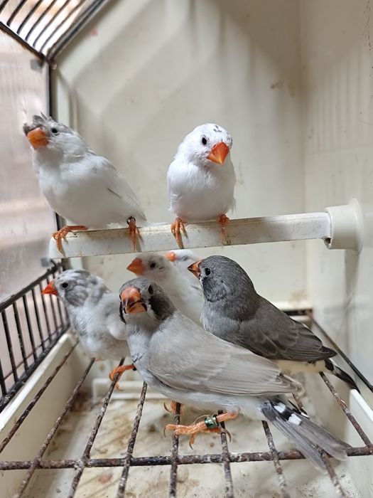 Várias espécies de exóticos