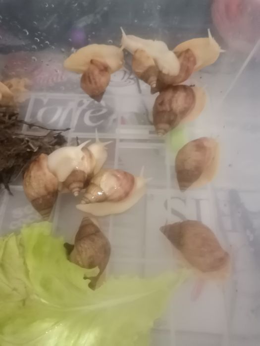 ПРОДАМ улиток Ахатин