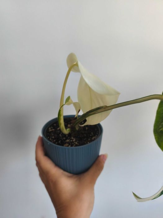 Monstera variegata 1