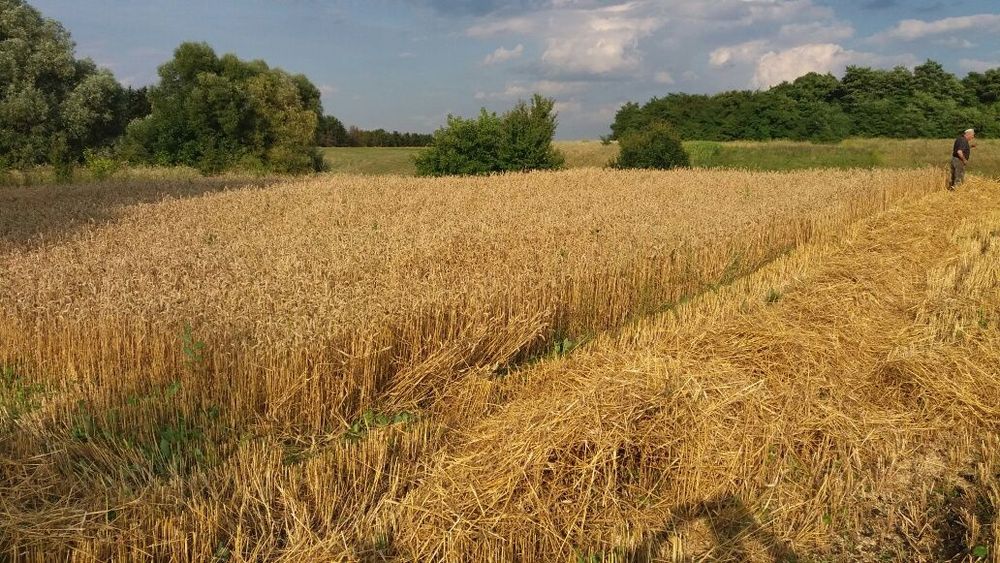 Солома пшенична, ячмінна, трава в тюках