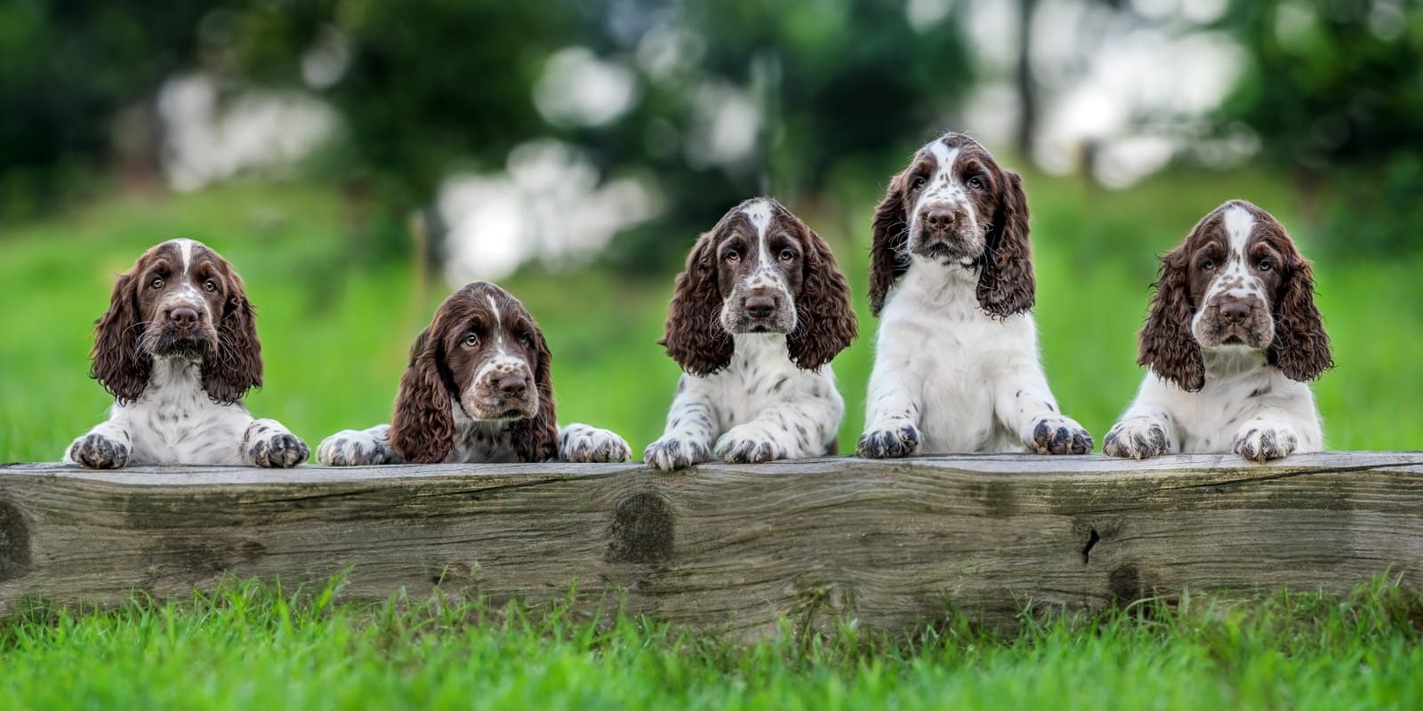 Springiel Spaniel Angielski