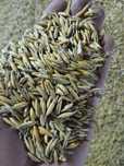 Owies odmiany  Breton