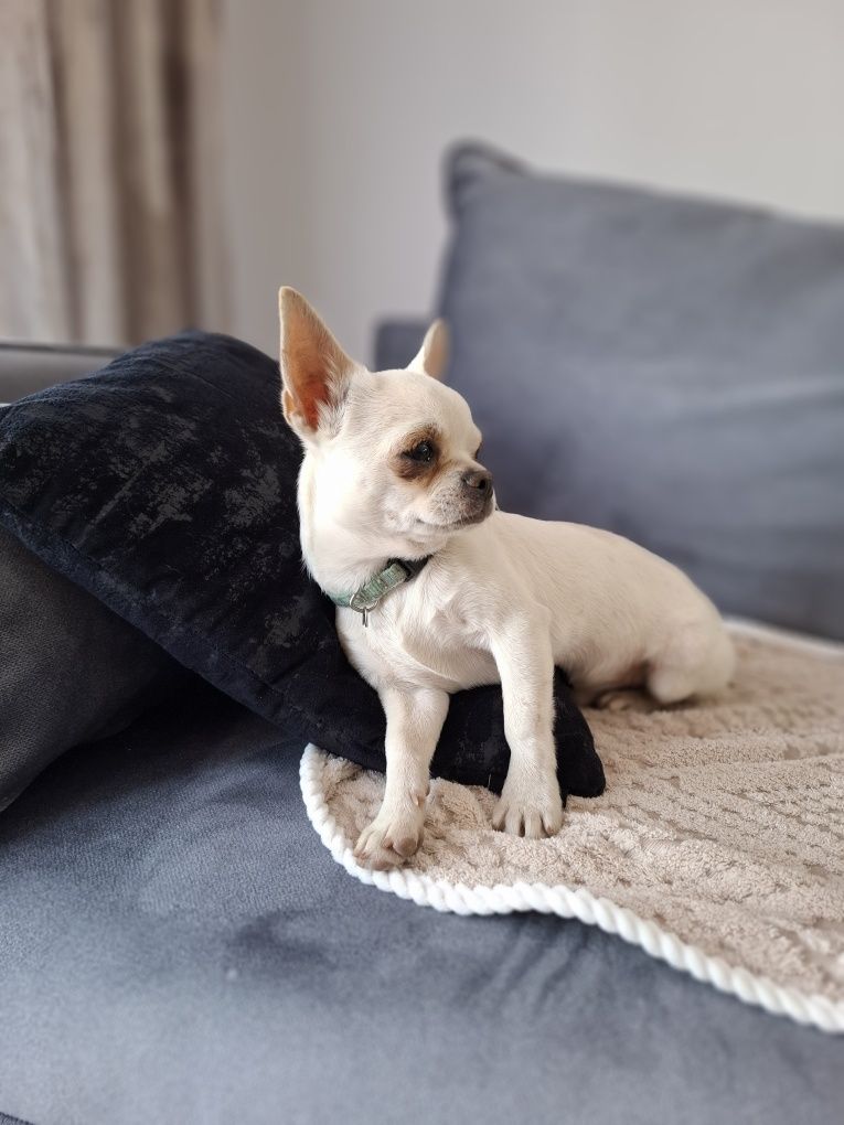Pocieszny piesek chihuahua
