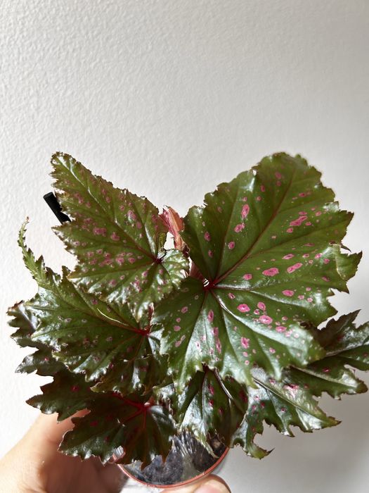 Begonia serrapitela, cleopatra, dali…