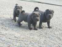 Shar pei szczeniak