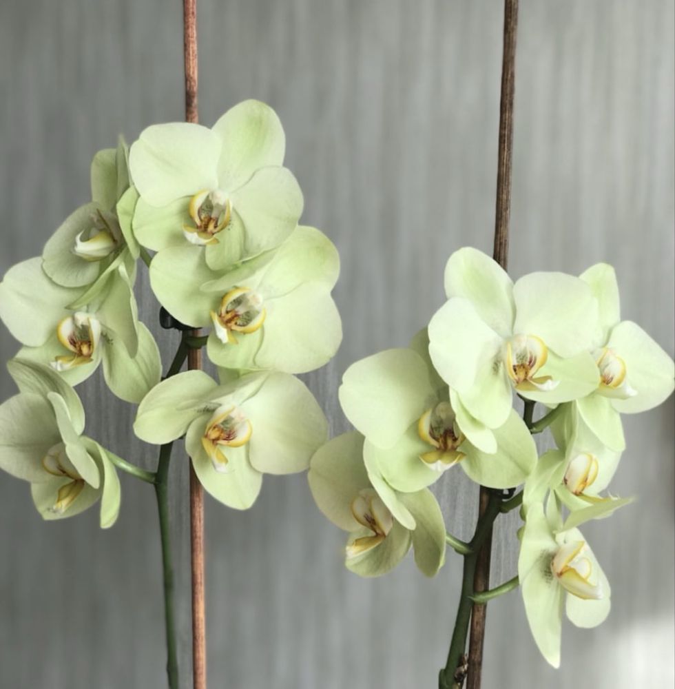 Орхідея Phal.Lemon Lime