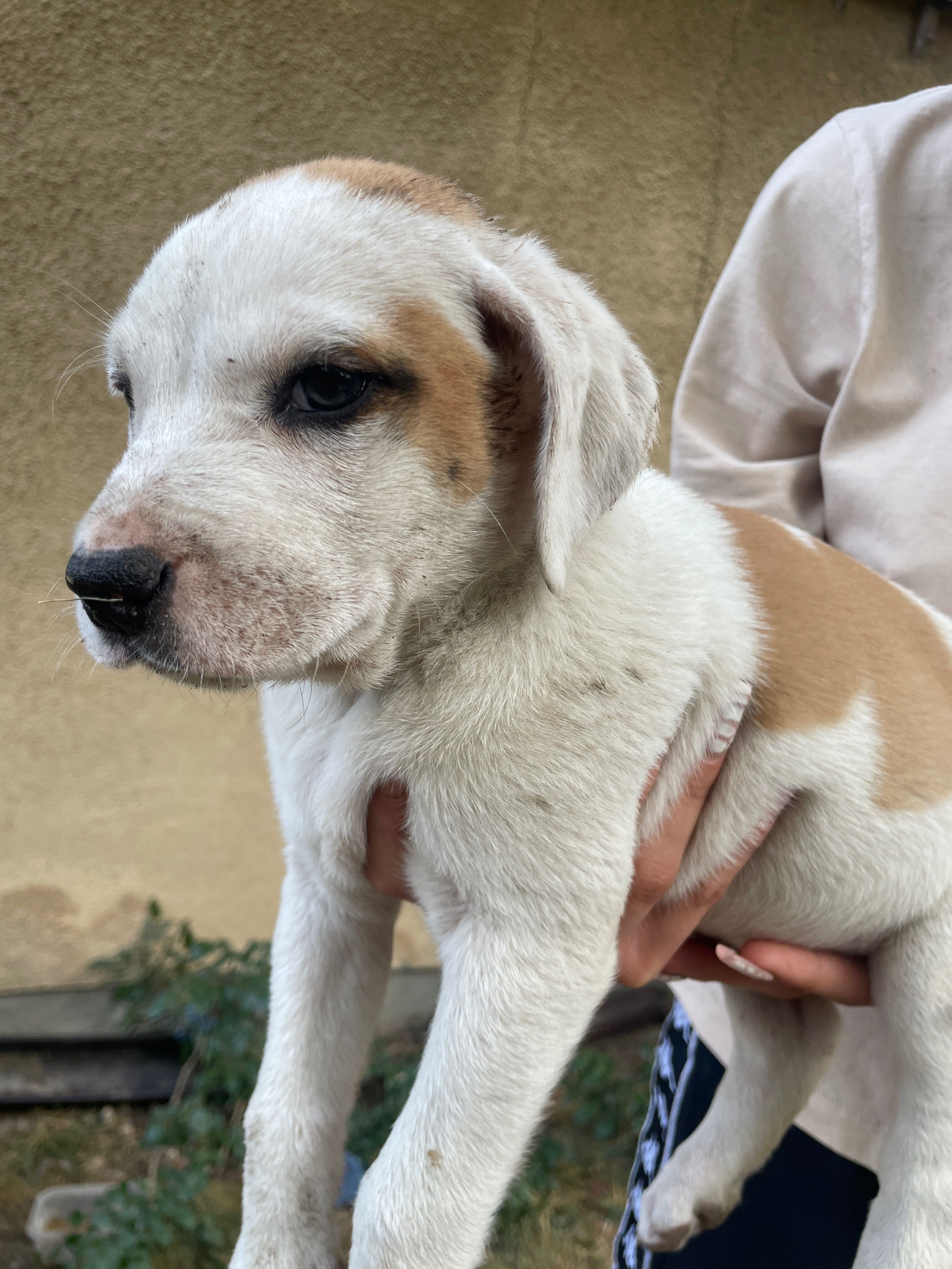 Szczeniaki po mamie amstaff