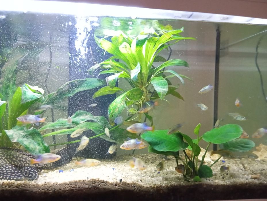 Peixes xenotoca sensi