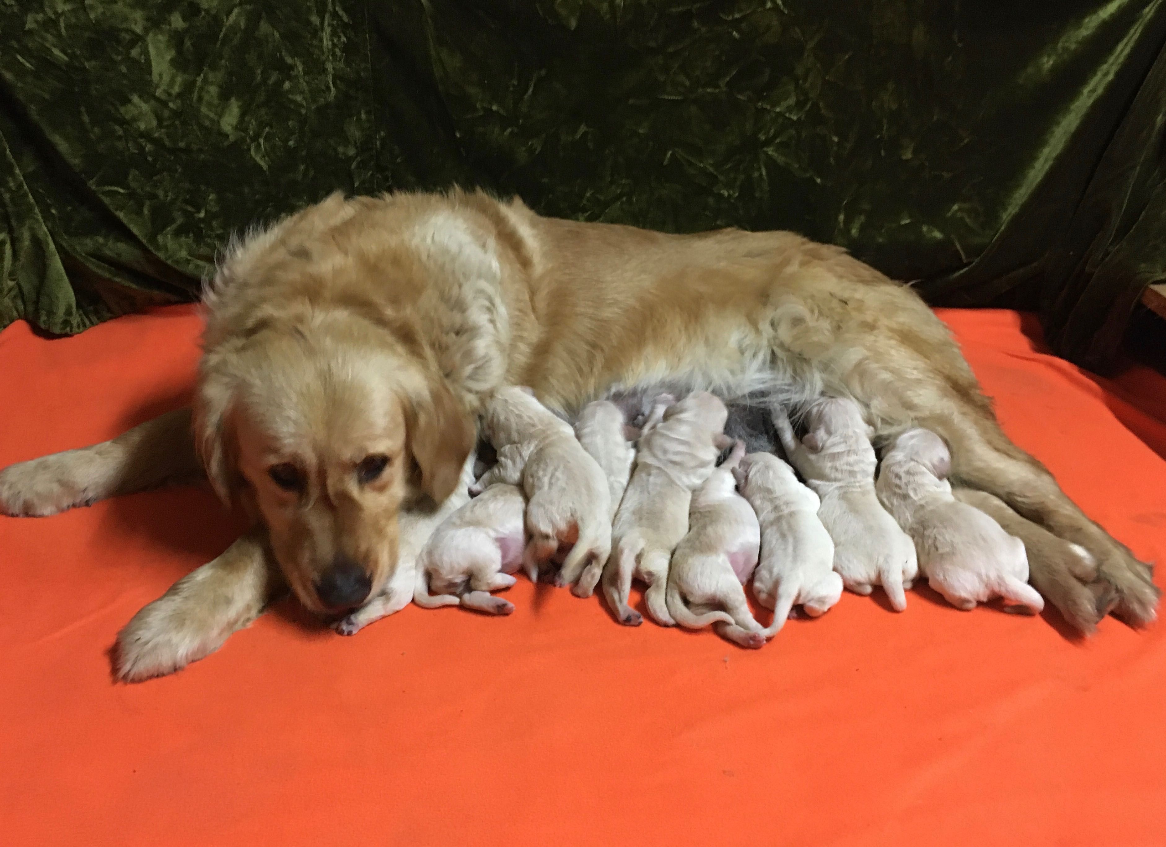 Golden Retriever ZŁOTY piesek po Championach FCI rezerwacja