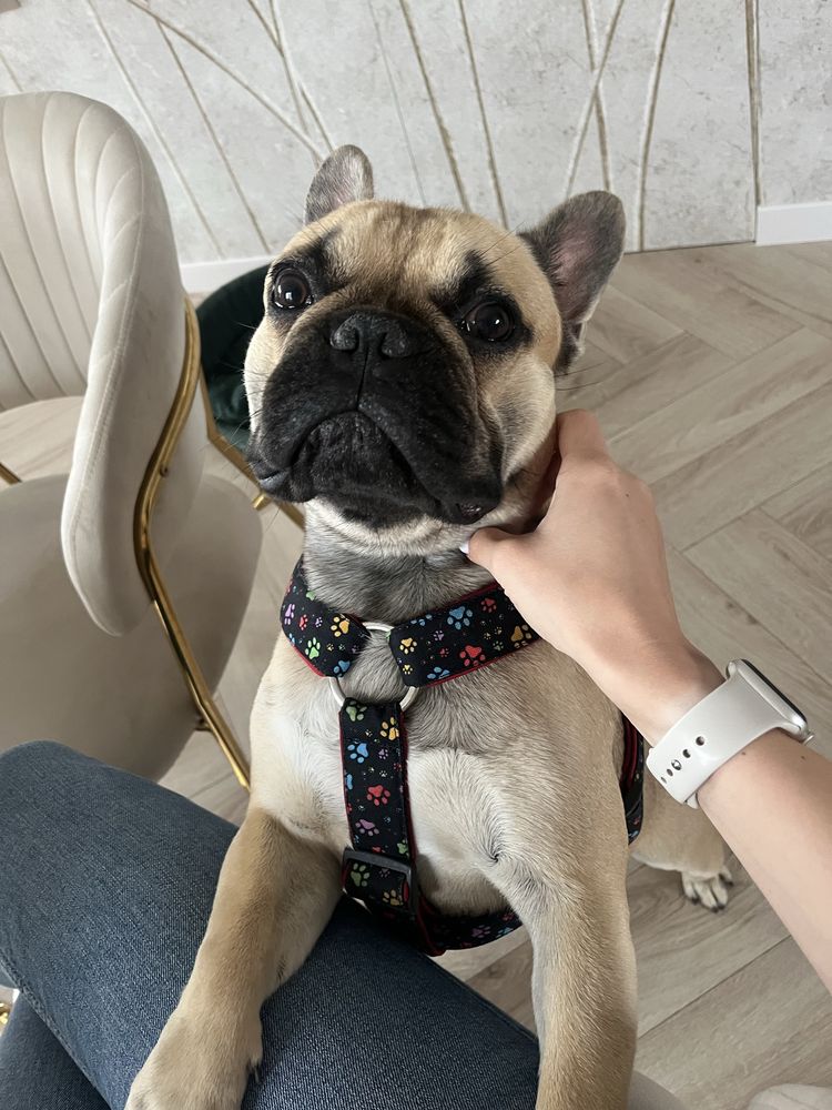 Oddam buldoga francuskiego
