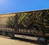 Lipa drobnolistna Greenspire i Rancho 16-18 cm